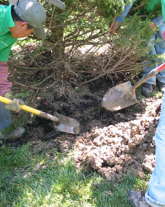 Repairing Pipe Broken with Tree Installation