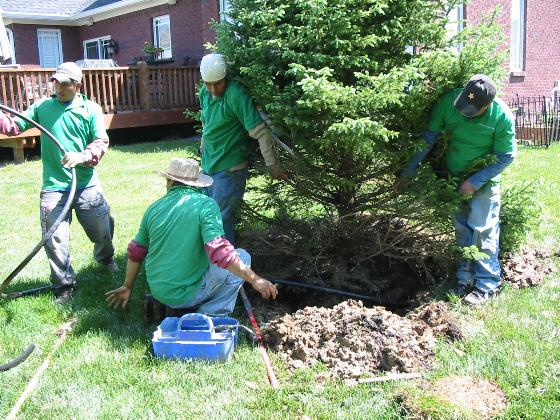 Repairing Pipe Broken when Tree was Installed